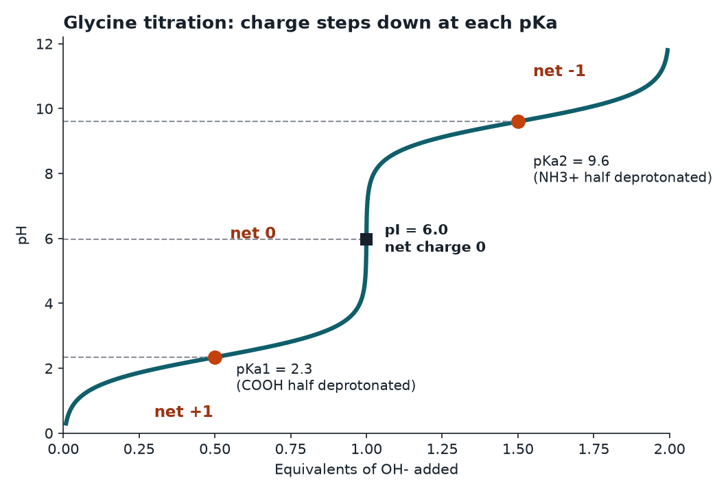 Titration curve of glycine showing two pKa plateaus and the pI