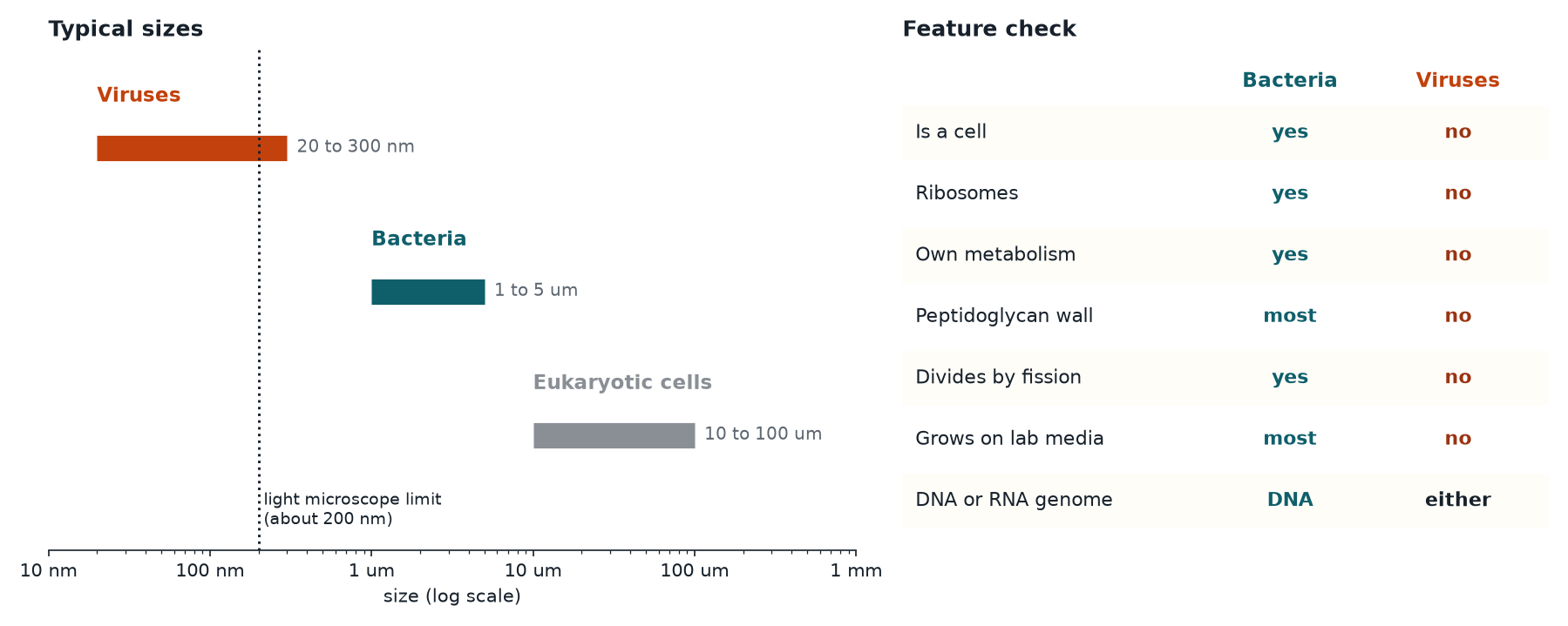 Size ranges of viruses, bacteria and eukaryotic cells on a log scale, beside a feature checklist
