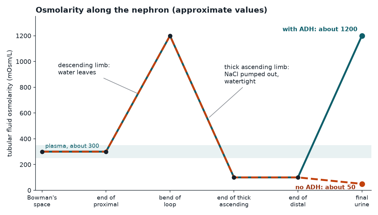 Tubular fluid osmolarity along the nephron with and without ADH