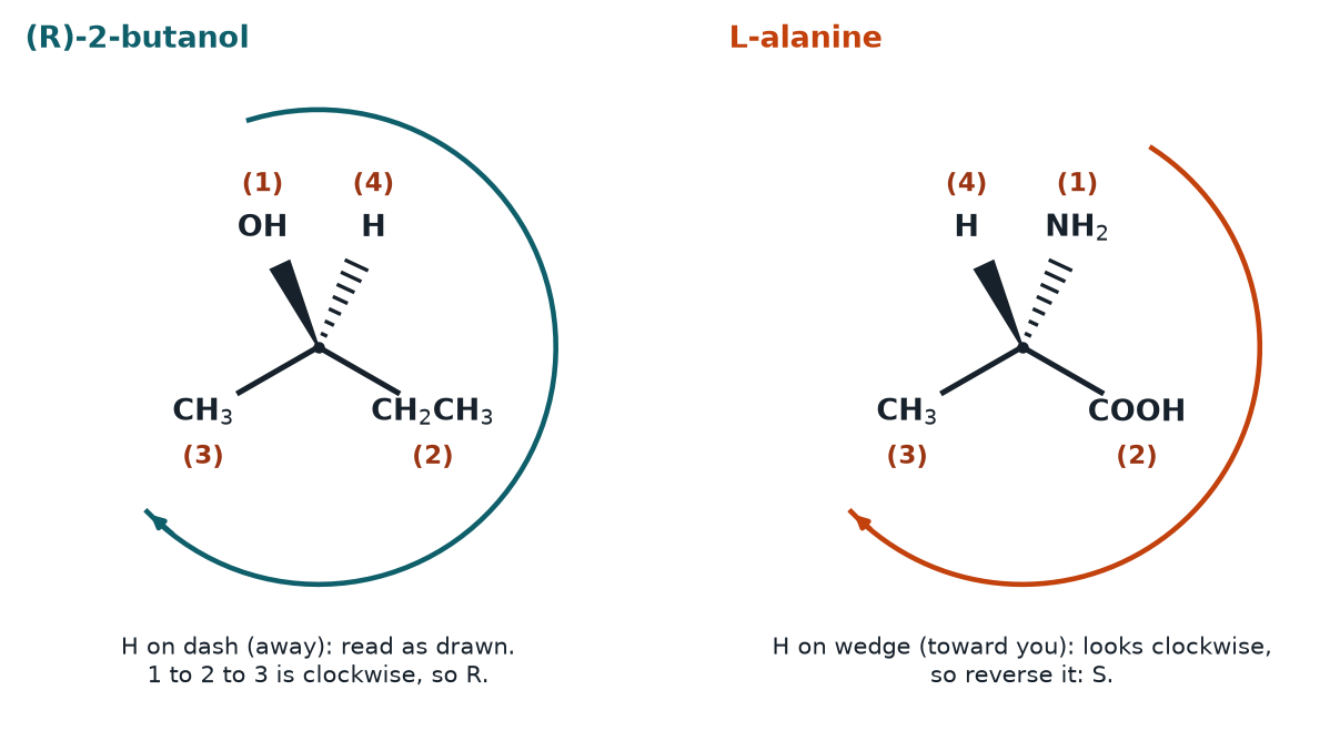 Two wedge-dash stereocenters with priorities numbered and the 1 to 2 to 3 direction drawn: (R)-2-butanol with H on a dash, and L-alanine with H on a wedge, read as clockwise then reversed to S